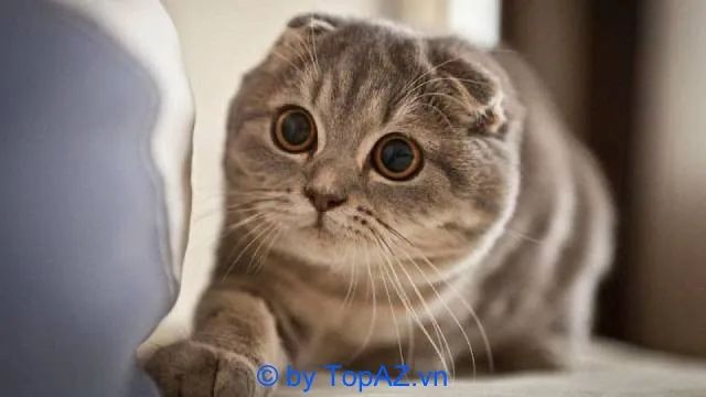 Điểm đến tin cậy cho những ai tìm mua mèo cảnh tại Hà Nội