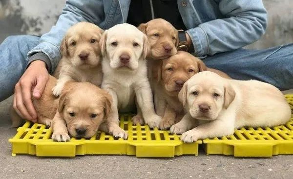 Vietnam Labrador Kennel ảnh 2