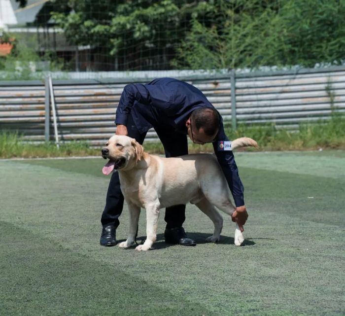 Vietnam Labrador Kennel ảnh 1
