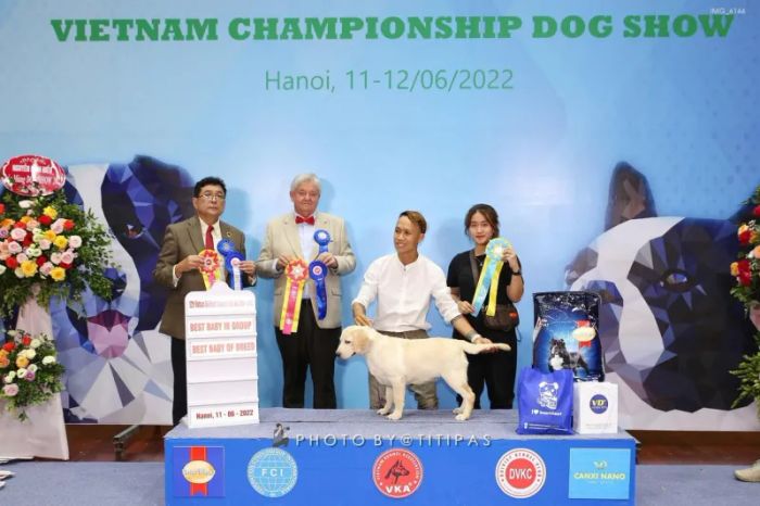Kai Labrador Kennel ảnh 2