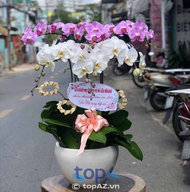 Hoa Tươi Văn Nam - Tinh hoa nghệ thuật từ những cánh lan