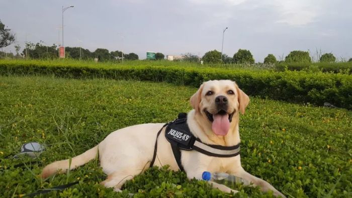 LongBien LabradorKennel ảnh 2