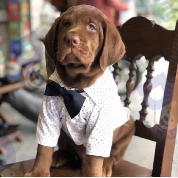 Dogily Petshop ảnh 3