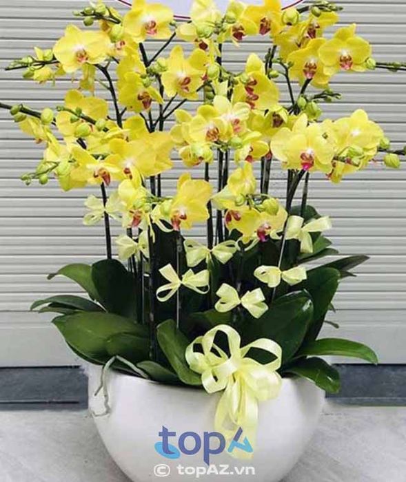 Hoa Tươi Ngọc Vân - Tinh hoa từ những cánh lan