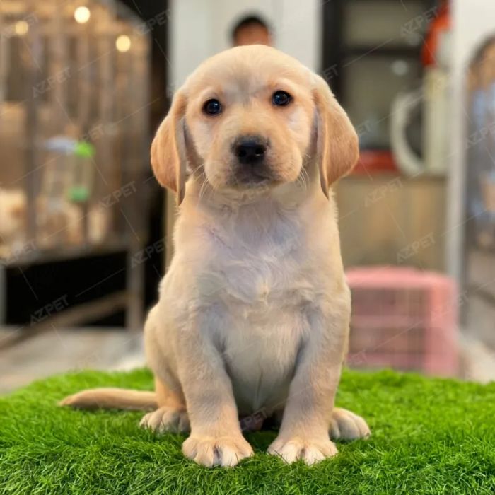 AZPET Shop ảnh 1