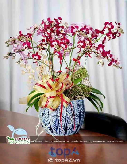 Địa chỉ vàng cho người yêu lan hồ điệp tại Quận 7