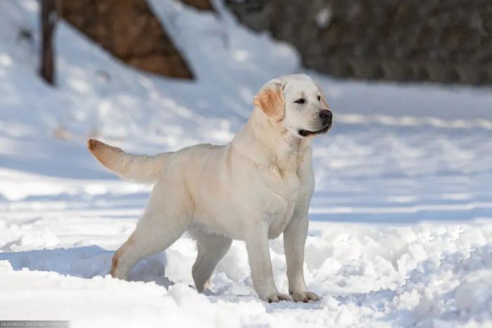 LongBien LabradorKennel ảnh 1