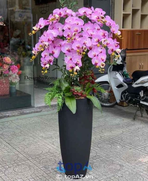 Địa chỉ vàng mua lan hồ điệp chuẩn chất lượng tại Quận 7
