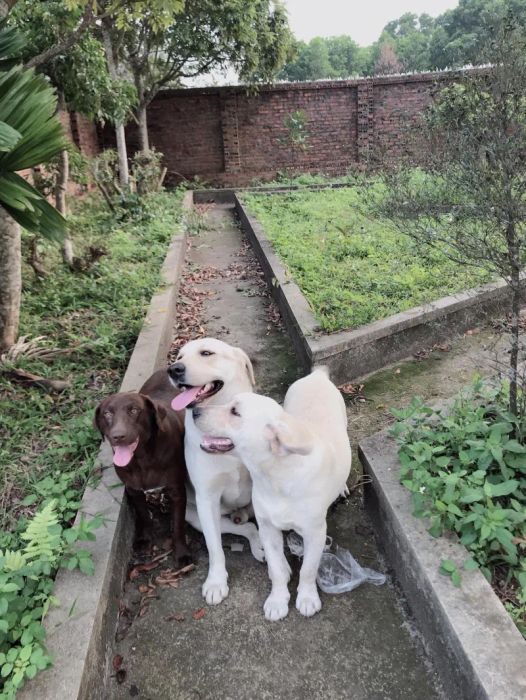 Phạm Hữu Kennel ảnh 2