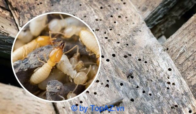 Giải pháp diệt mối tận gốc tại Quận 4, TPHCM
