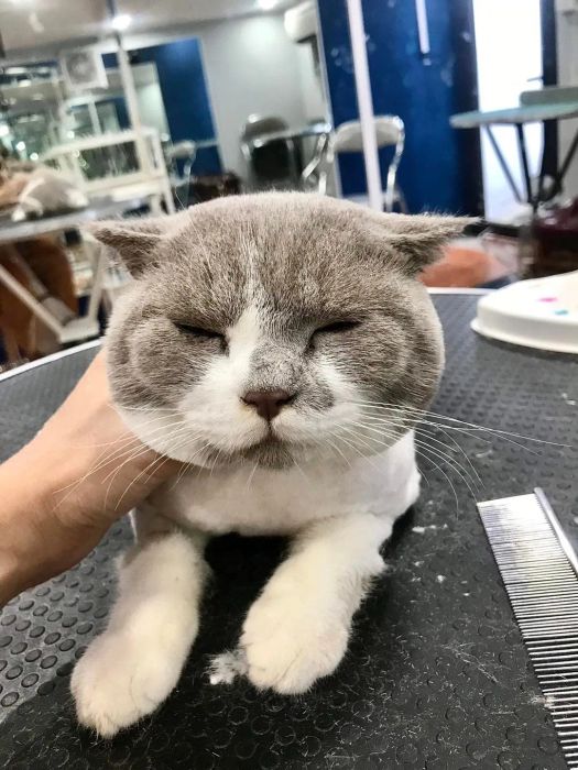 Dolly pet ảnh 2