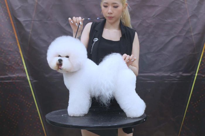Queen Pet ảnh 1