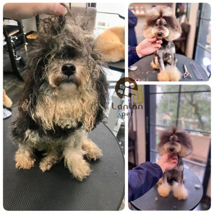 Lanlan Pet ảnh 2