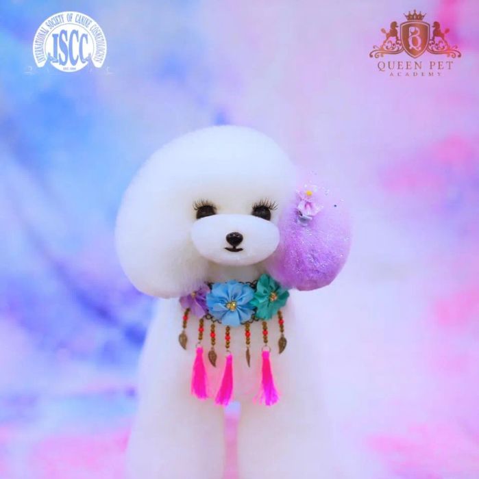 Queen Pet ảnh 2