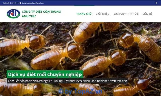 Giải pháp diệt mối chuyên nghiệp tại Quận 9, Thủ Đức