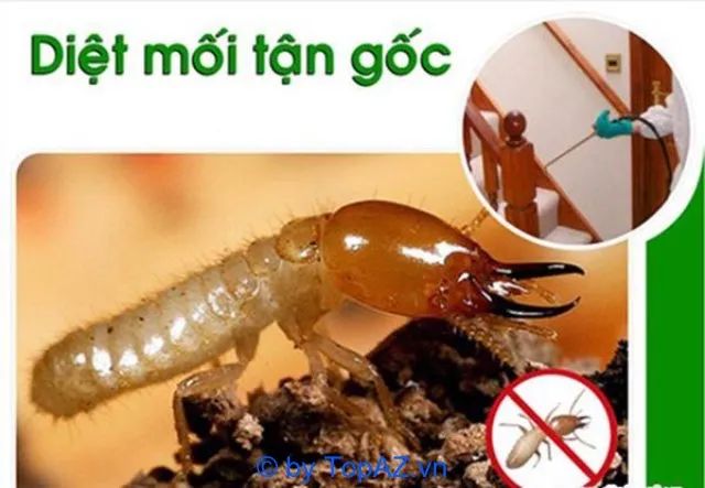 Dịch vụ diệt mối chuyên nghiệp tại Quận 9, Thủ Đức - Giải pháp tối ưu cho mọi công trình