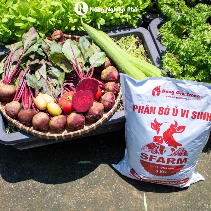 Góc nhìn nghệ thuật về Nông Nghiệp Phố - Nơi ươm mầm hạnh phúc đô thị