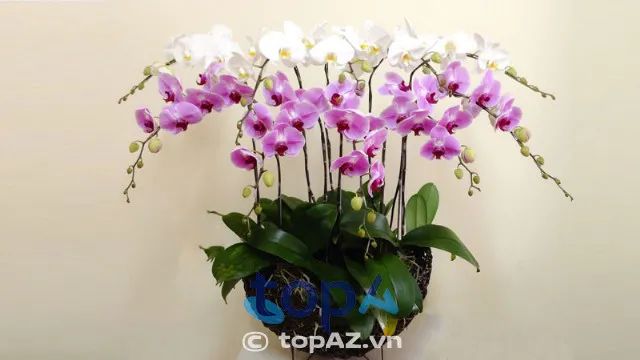 Địa chỉ bán hoa lan hồ điệp tại Thanh Xuân
