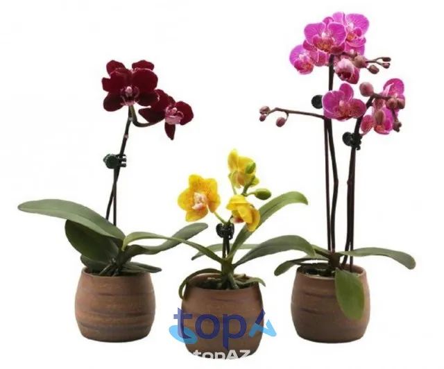 Cửa hàng bán lan hồ điệp tại quận Thanh Xuân
