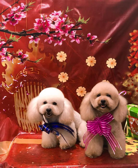 Làm đẹp cún yêu Đà Nẵng - Ảnh 3
