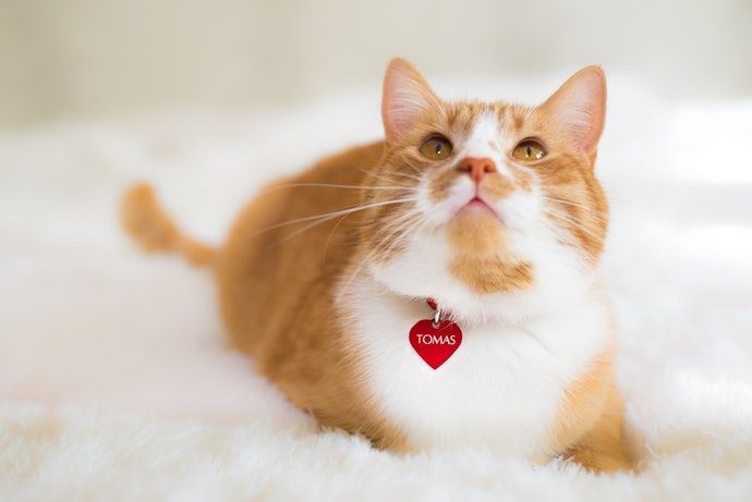 PunKy Pets ảnh 2