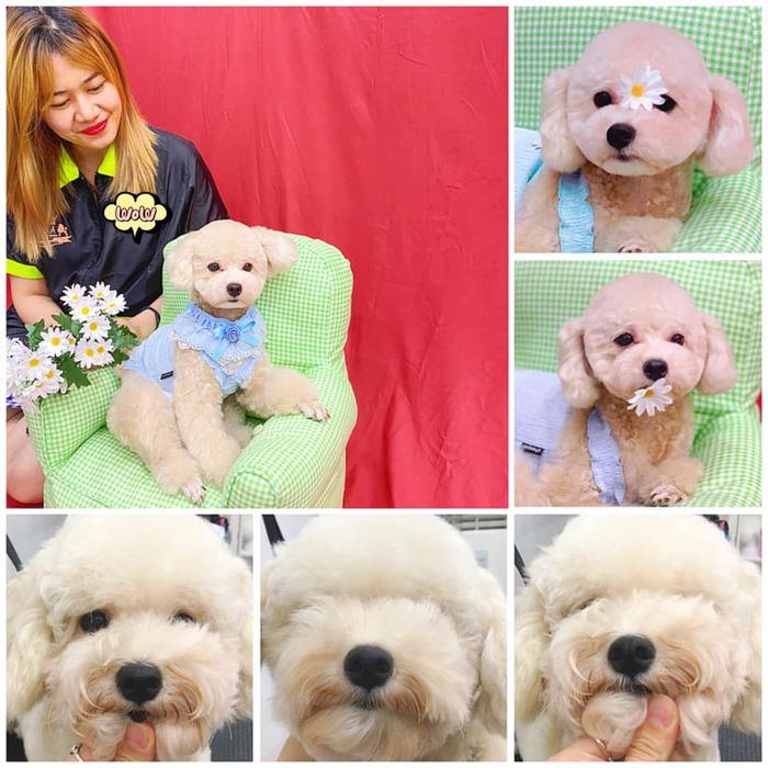 Alo and Pom - Ảnh 2