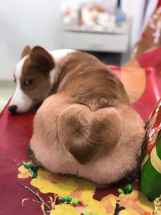 Pipi Pet Shop - Ảnh 1