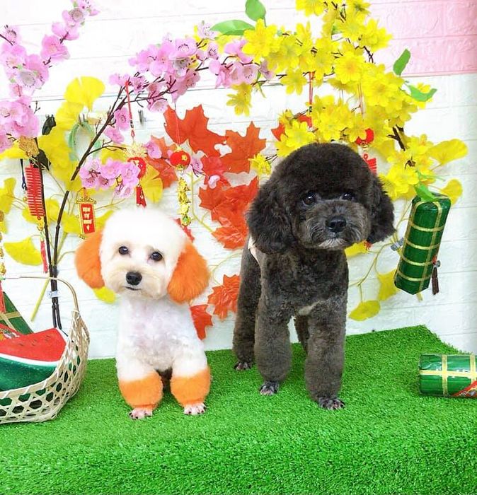 Làm đẹp cún yêu Đà Nẵng - Ảnh 3