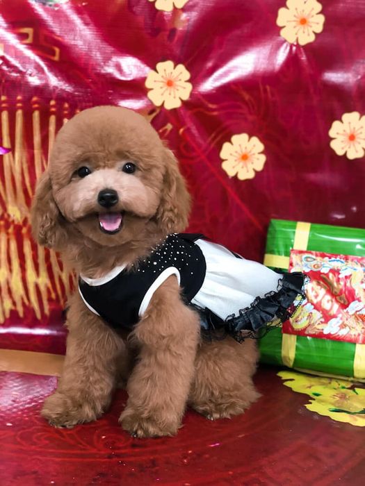 Pipi Pet Shop - Ảnh 2