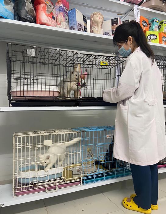 Ảnh minh hoạ (Nguồn: phòng khám thú y 4pet) ảnh 1