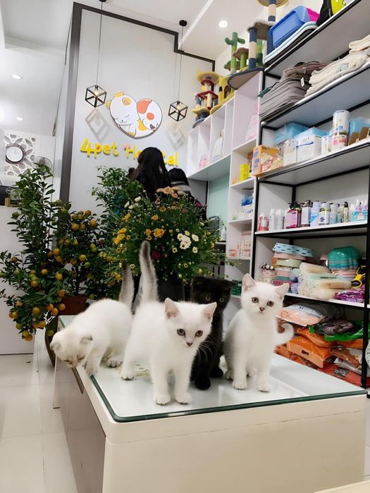Hình minh họa (Nguồn: phòng khám thú y 4pet) ảnh 1