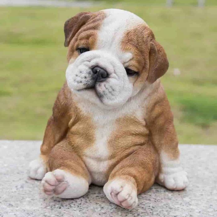 Hình ảnh Bulldog Anh thuần chủng tại ThúKiểng.com