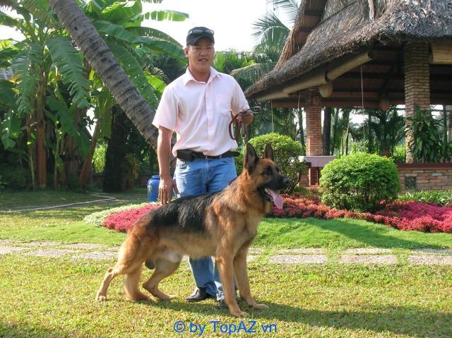 Trại Chó Tiến Vinh - Đẳng cấp thú cưng thuần chủng