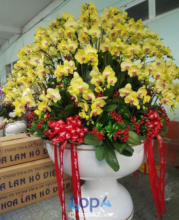 Địa chỉ vàng cung cấp lan hồ điệp size VIP tại Quận 9