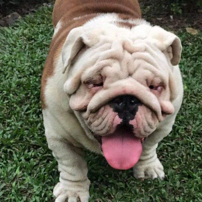 Hình ảnh trại chó Đình Vũ Hải