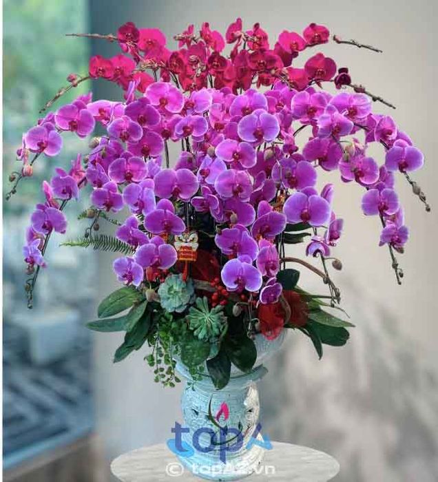 Địa chỉ mua lan hồ điệp tại Thủ Đức