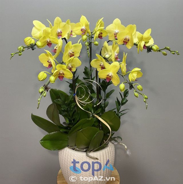 Địa chỉ vàng cung cấp lan hồ điệp chất lượng cao với giá thành hợp lý tại quận Ba Đình