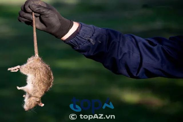 Trung tâm Kiểm Dịch Hà Nội - Đơn vị kiểm soát chuột chuyên nghiệp