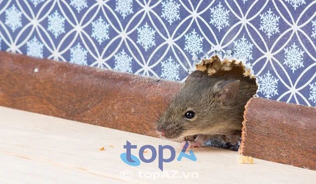 Sanitec Việt Nam - Thương hiệu vàng trong ngành kiểm soát dịch hại tại Hà Nội