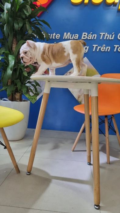 Không gian chăm sóc thú cưng chuyên nghiệp tại Siêu Pet