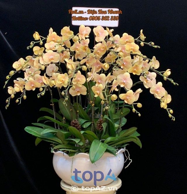 Floli - Nghệ thuật từ những cánh lan