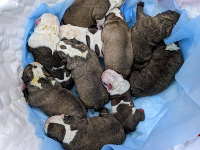 Hình ảnh đàn Bulldog Anh tại trại Đình Vũ Hải