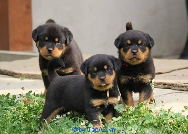Trại Chó Ba Dương - Chuyên gia chó cảnh tại TP.HCM