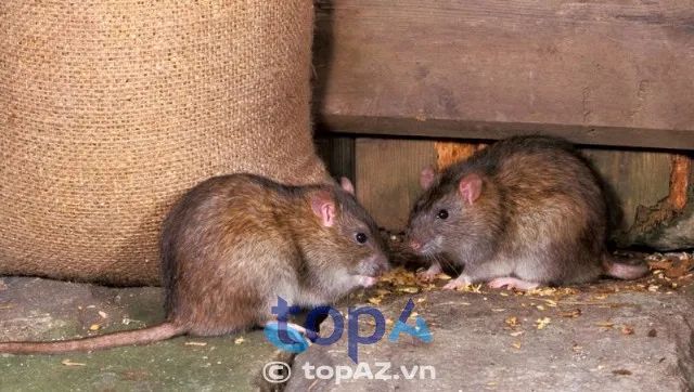 Bình Đan - Công ty diệt mối & kiểm soát côn trùng uy tín tại Hà Nội