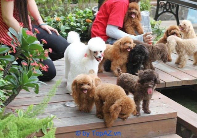 Bin Bon Dog Shop - Thiên đường của những chú chó Poodle và Phốc Sóc thuần chủng