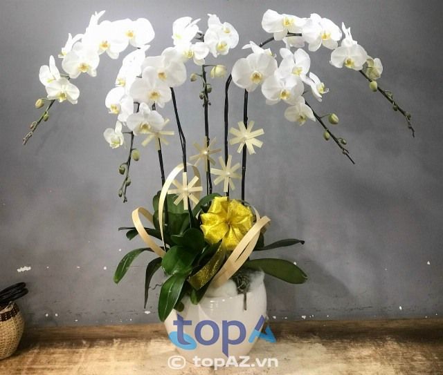 Hương Lài Flower - Tinh hoa từ những cánh lan