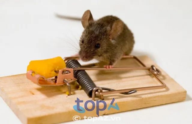 VIN CARE - Tập đoàn kiểm soát côn trùng đẳng cấp tại Hà Nội