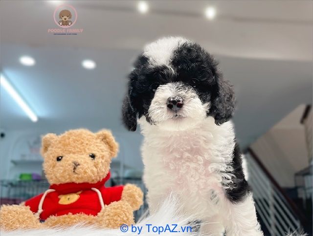 Poodle Family Sài Gòn - Đẳng cấp Poodle thuần chủng