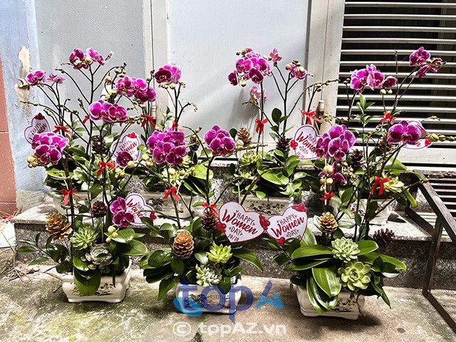 Khám phá địa chỉ vàng cung cấp lan hồ điệp tuyệt mỹ tại quận Ba Đình - nơi hội tụ những giống hoa quý phái, sang trọng bậc nhất.