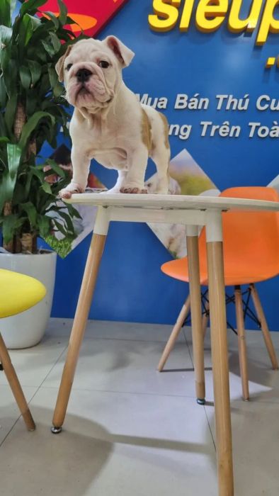 Hình ảnh Bulldog Anh chất lượng tại Siêu Pet